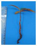 Peritassa campestris